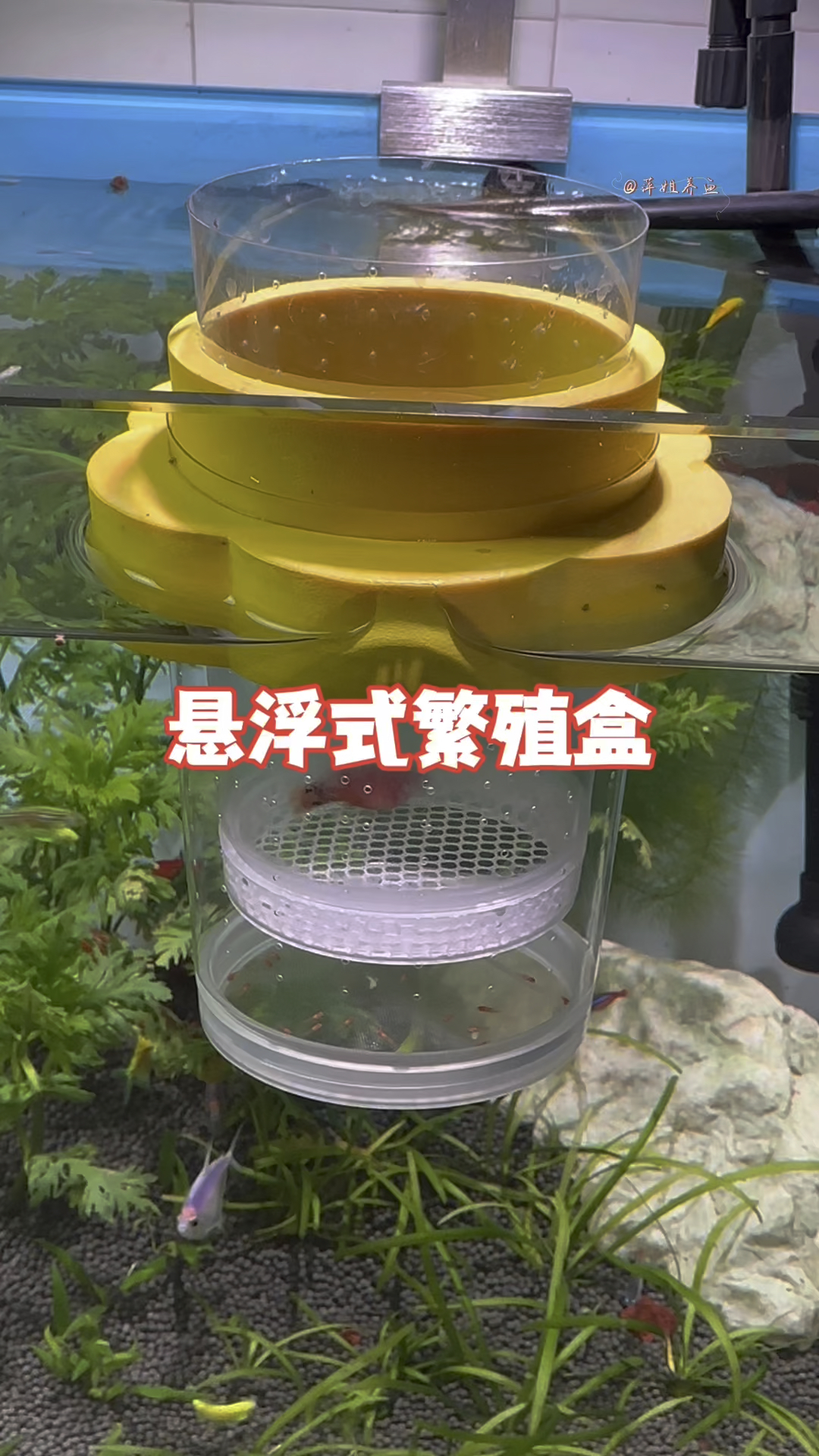 米奇鱼又生了有了这个隔离盒再也不用担心小鱼苗被母鱼吃掉的烦恼