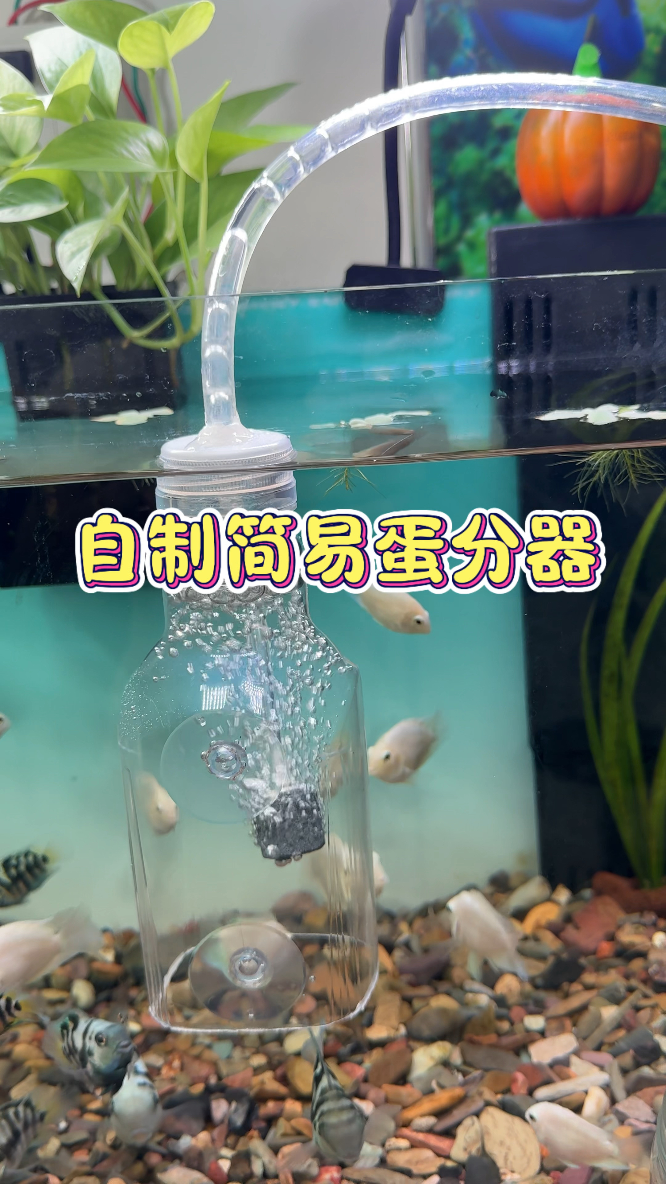 最近很火的蛋分器制作教程来啦 简单易学 你也来做一个吧#水族