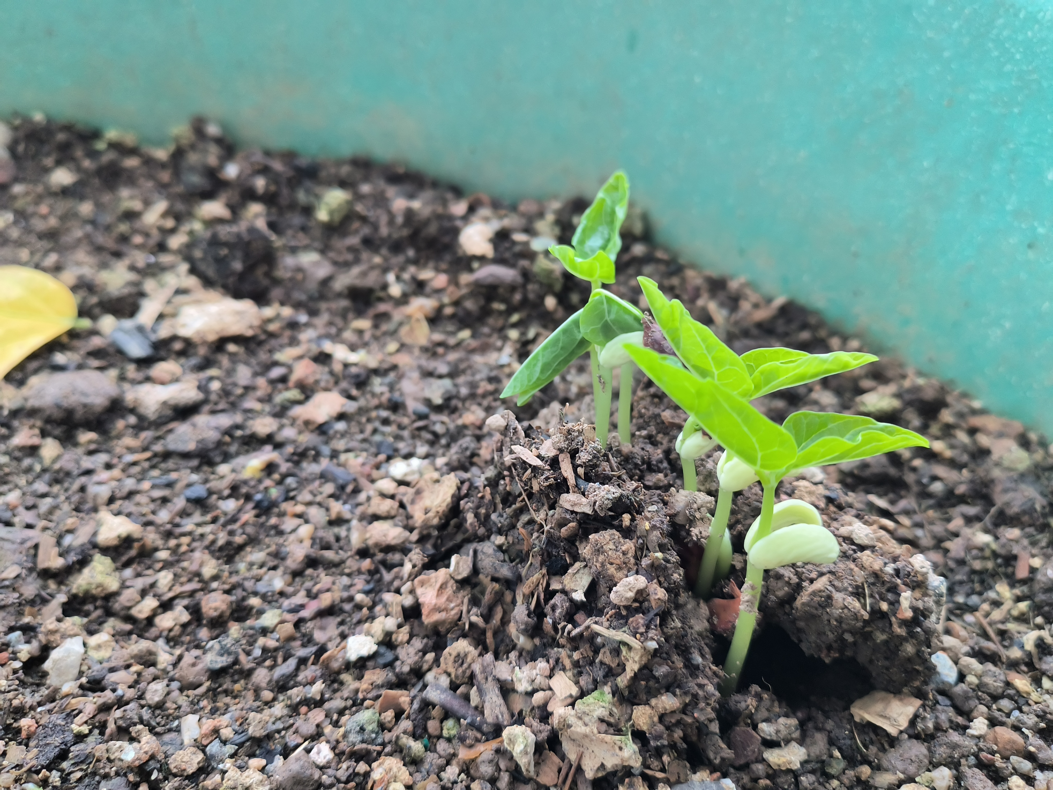 早上还有一些没钻出地面来,傍晚又是另一种状态了,豆角苗#种菜# #楼顶