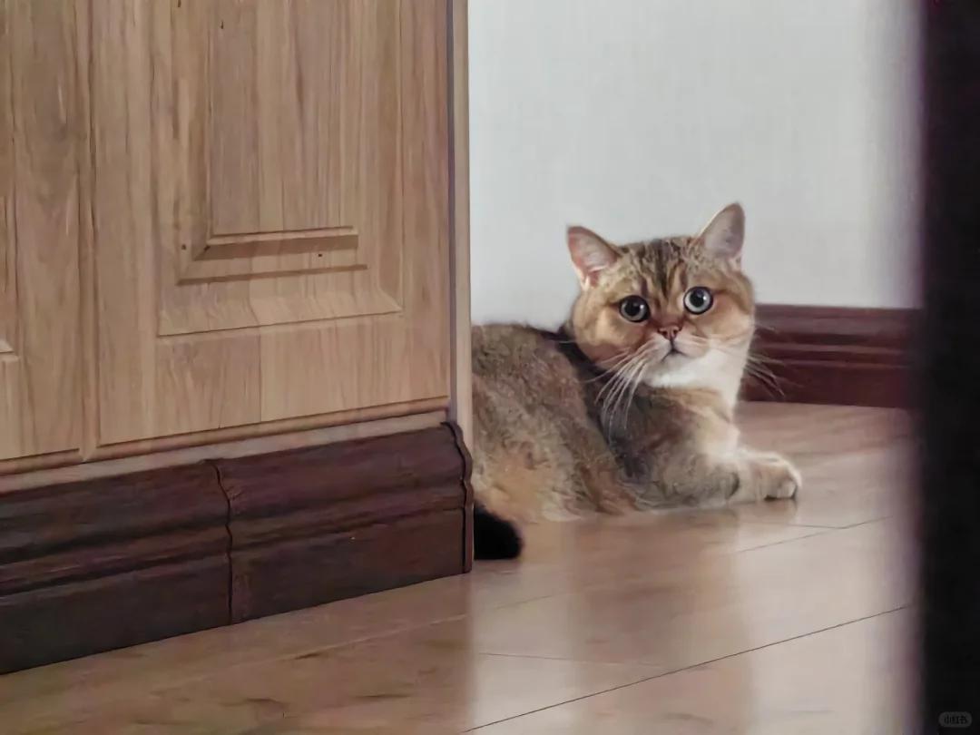 猫咪背毛为啥异常脱落?该如何解决?