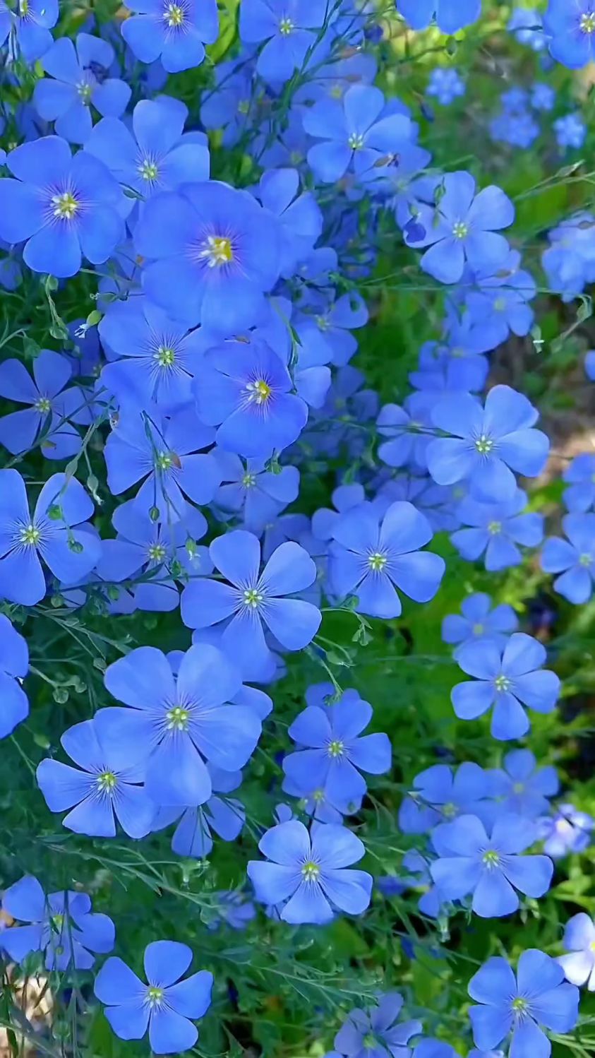 蓝亚麻花的花语图片