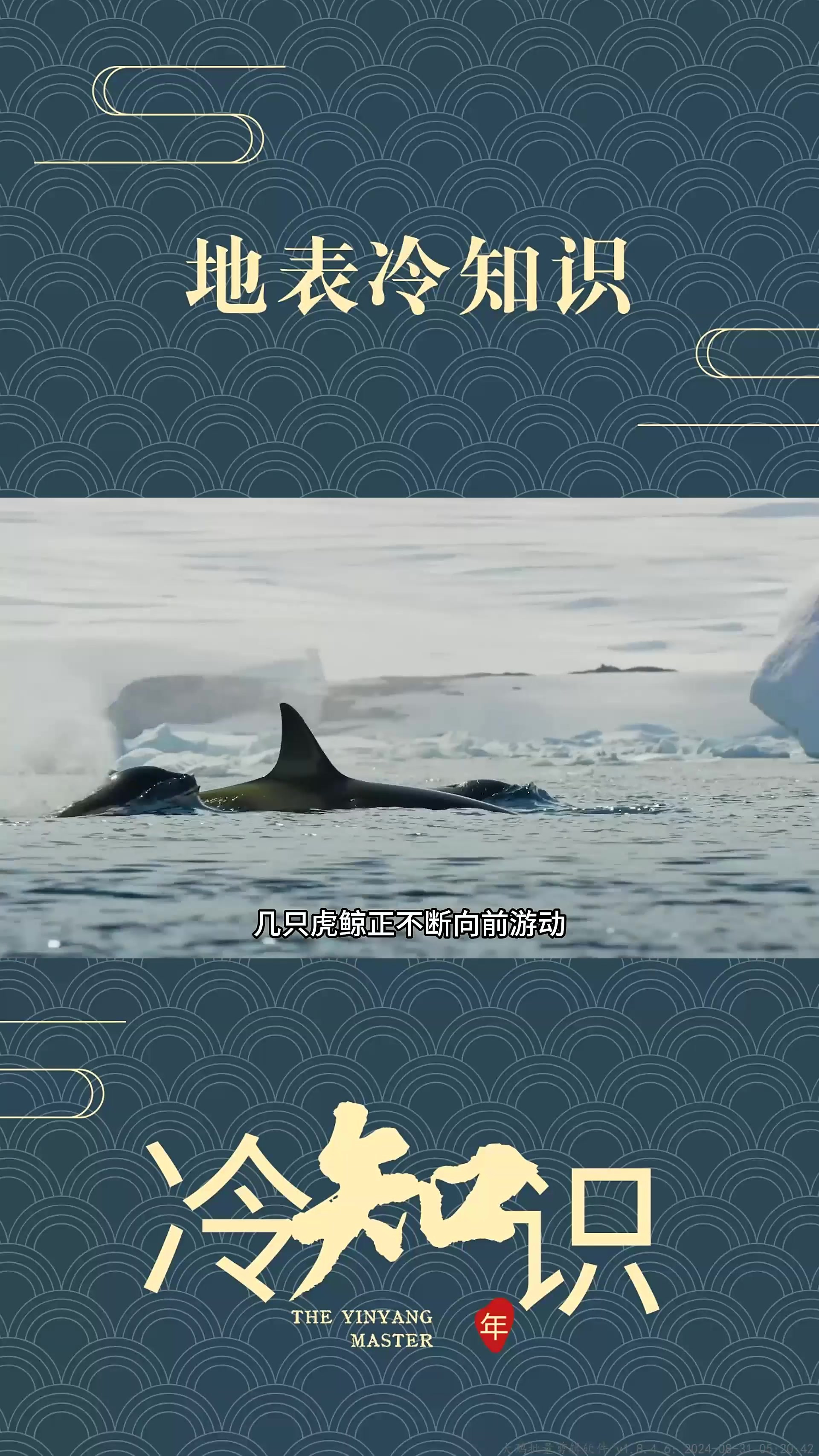 虎鲸的智商到底有多高?看完视频后背发凉!