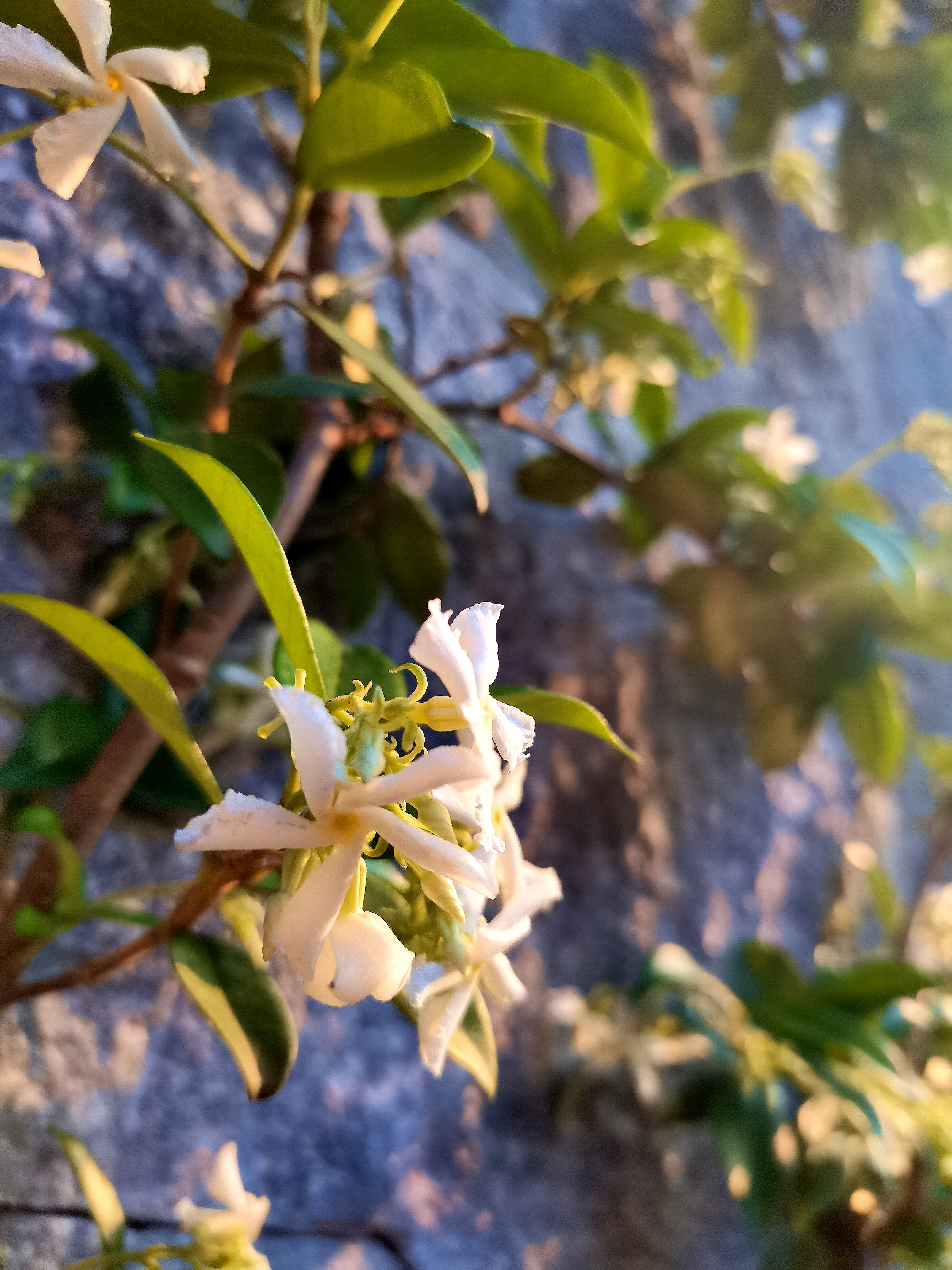 络石,也叫风车茉莉,万字茉莉,是夹竹桃科络石属常绿木质藤本植物.
