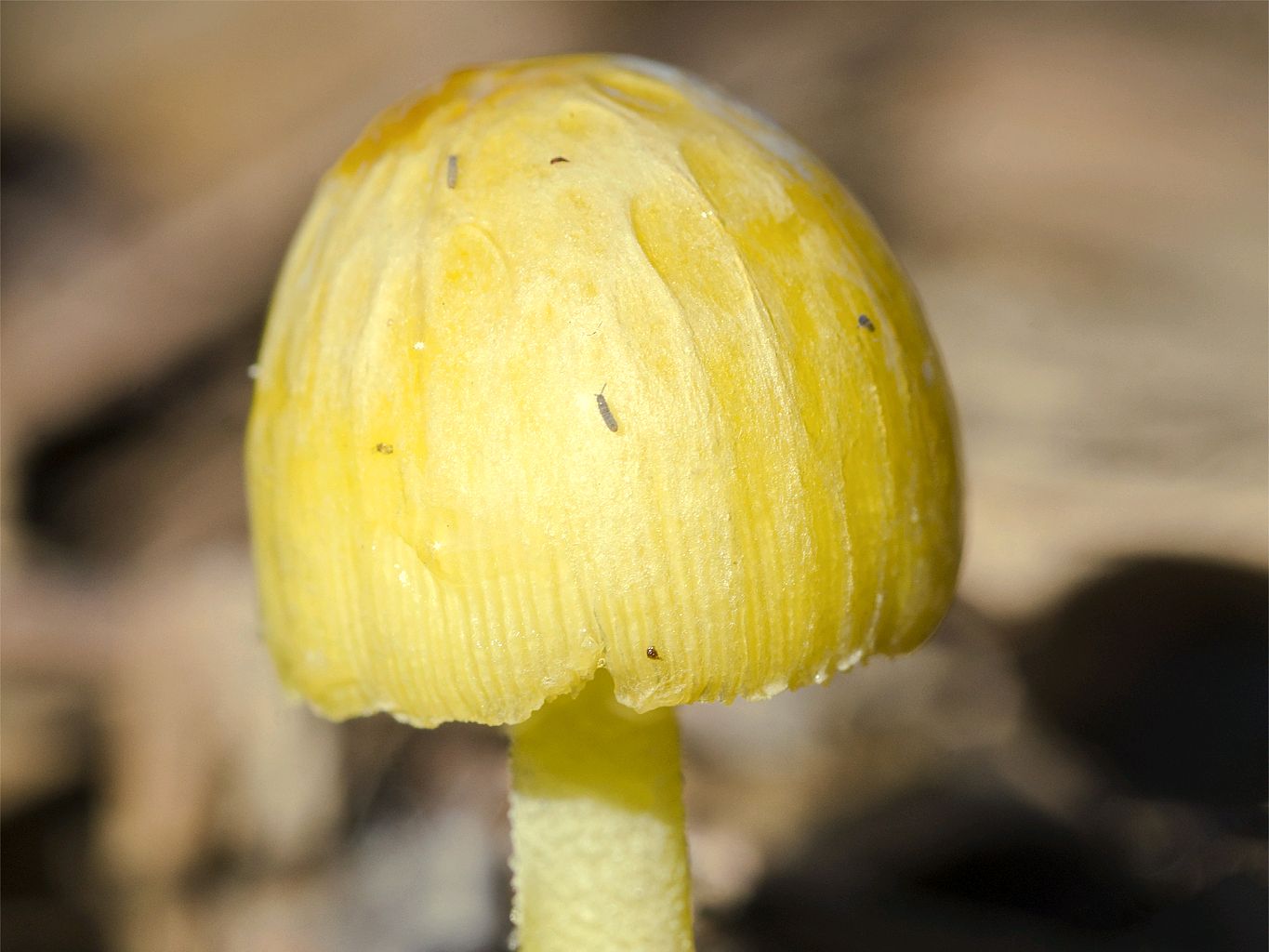 黄柄笼头菌图片