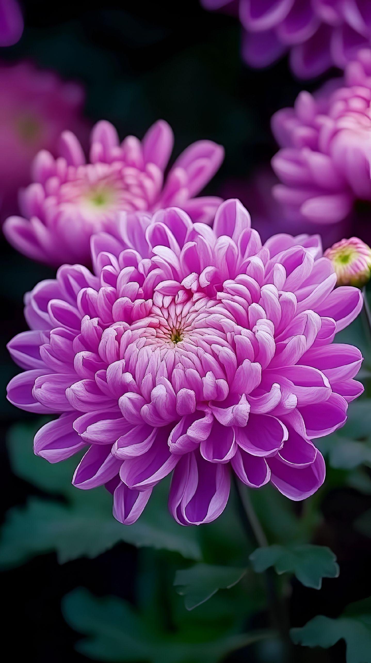 菊花绽放,似璀璨星辰洒落人间