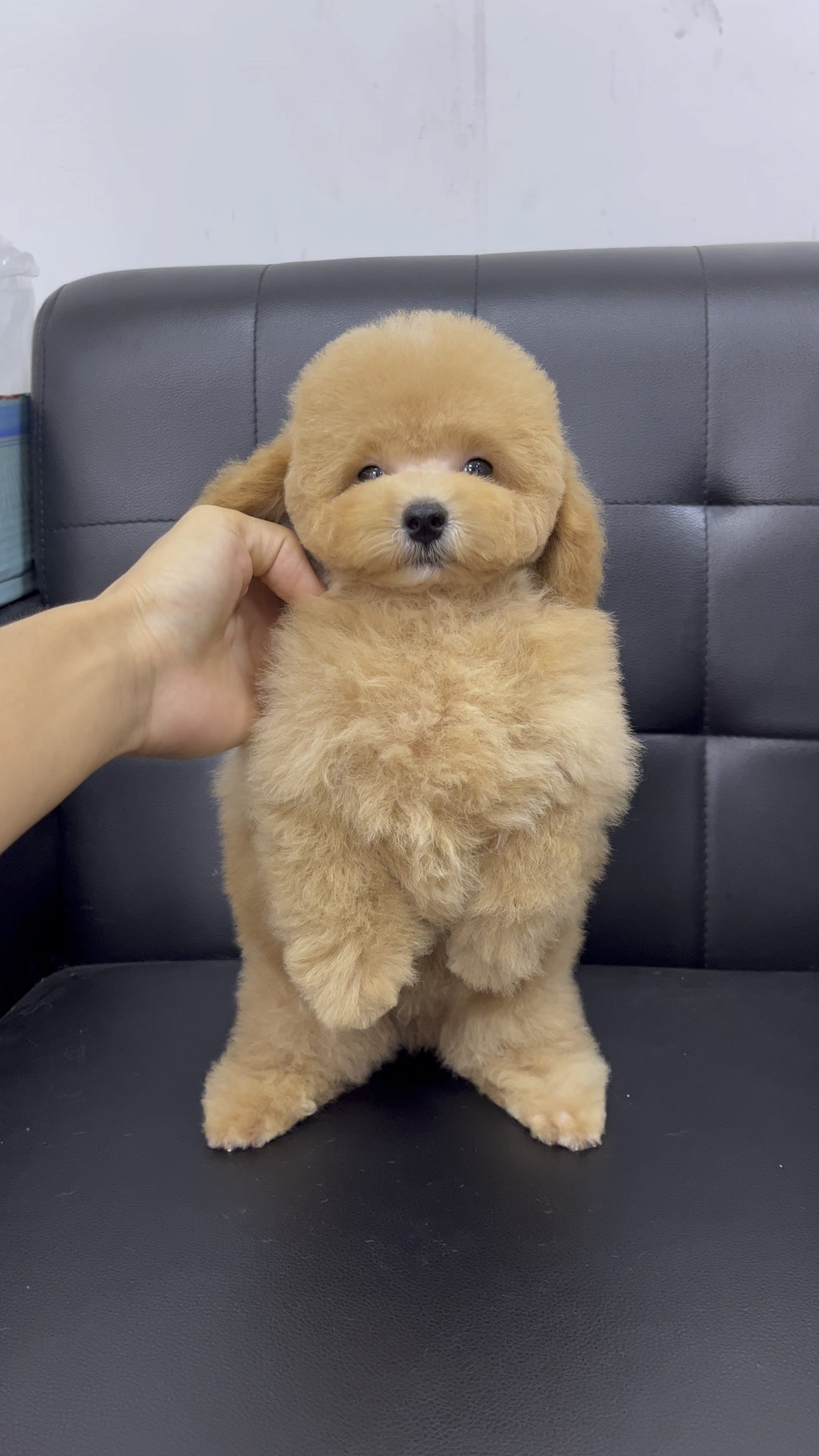 佛山泰迪犬舍,超级漂亮的香槟色泰迪,大爆毛