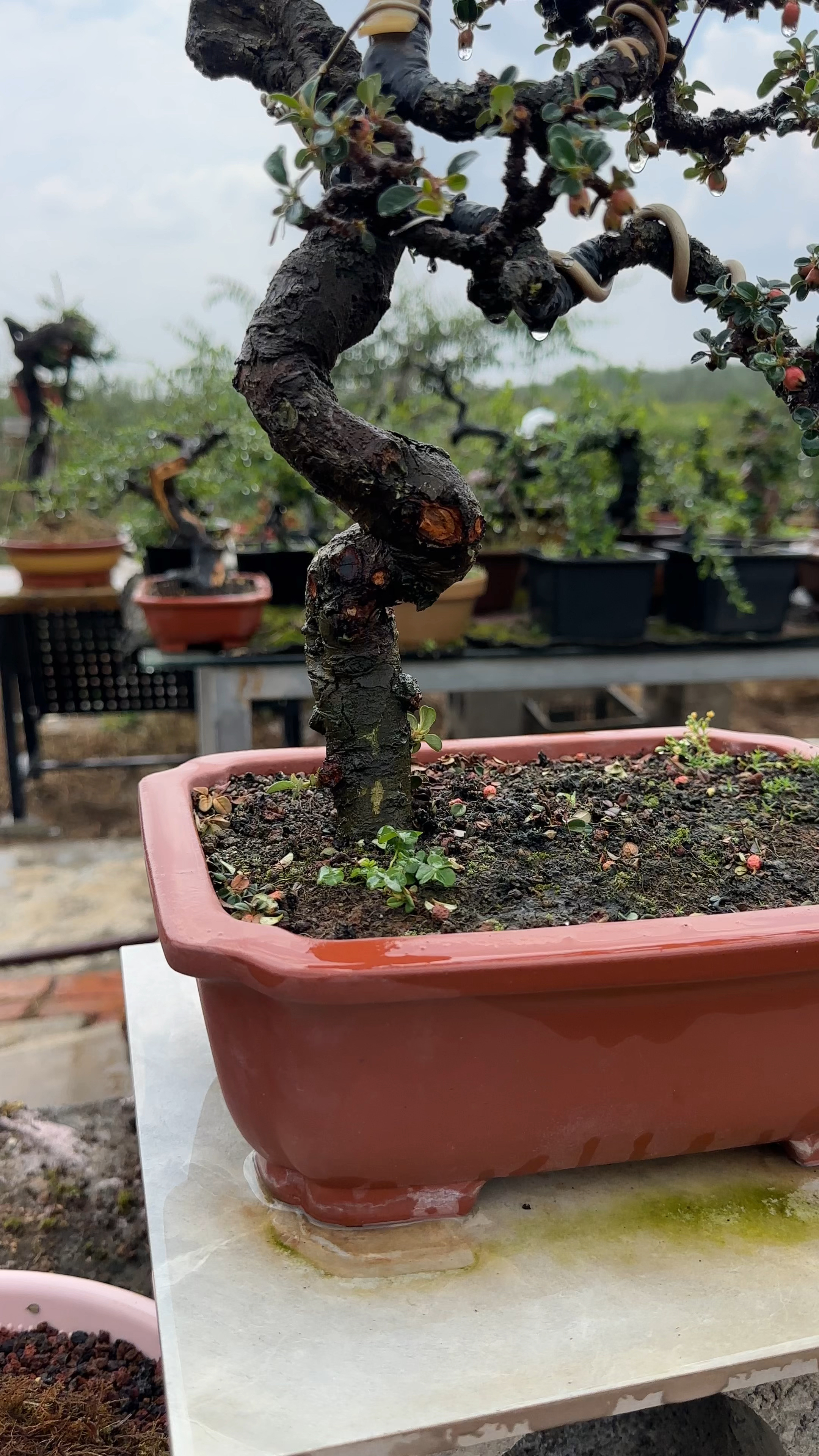 白花珍珠荀子盆景