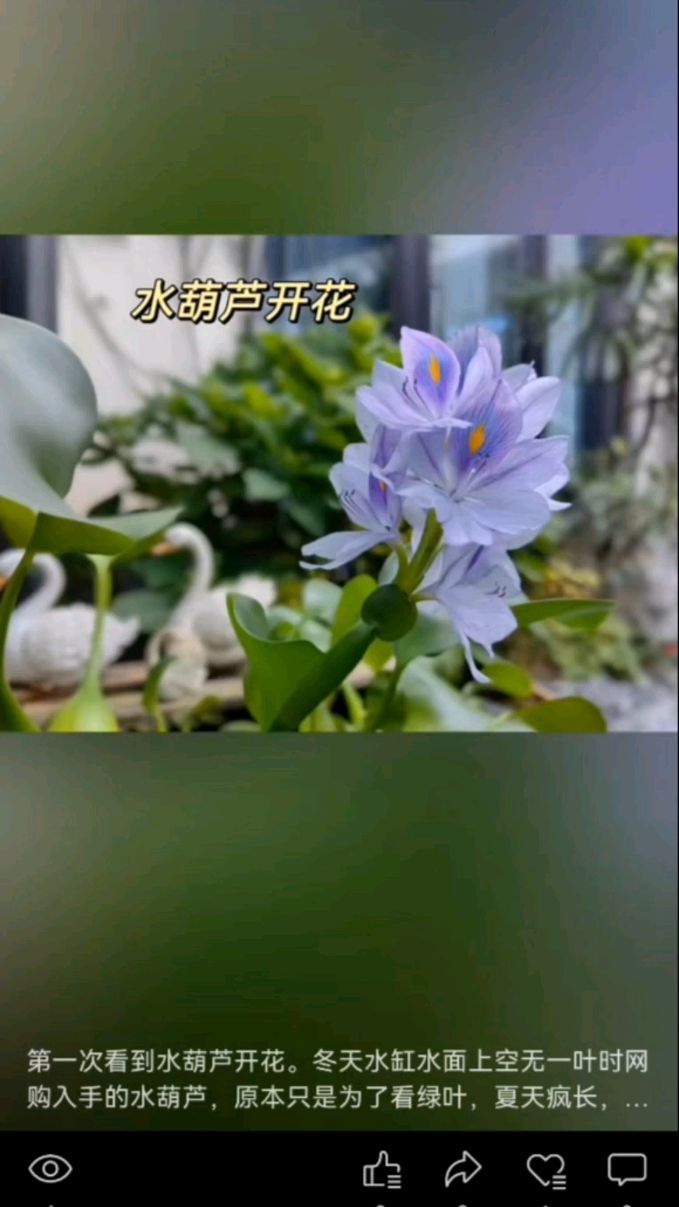 水葫芦开花 寓意图片