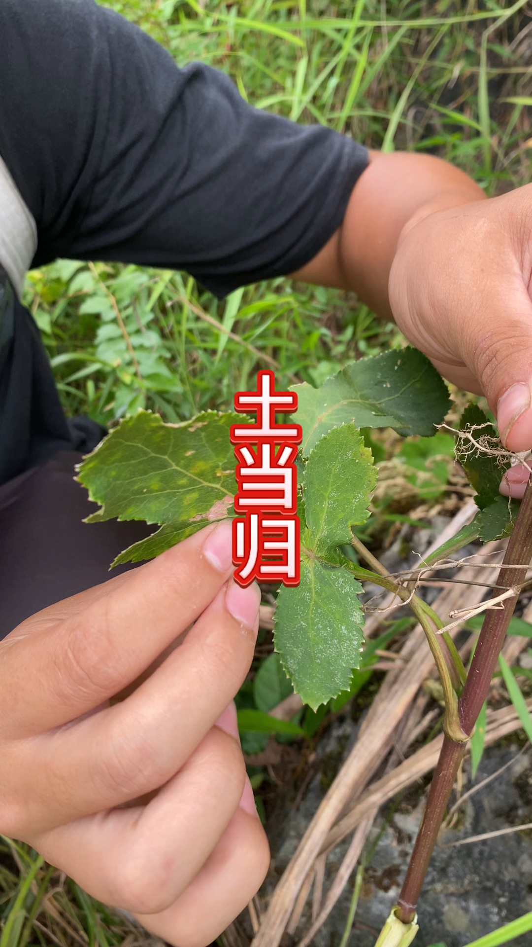 紫花前胡醇图片