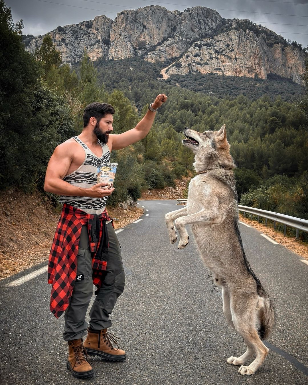 公狼的体型可以达到70多公斤,有记录显示最大的北美灰狼体重甚至达到