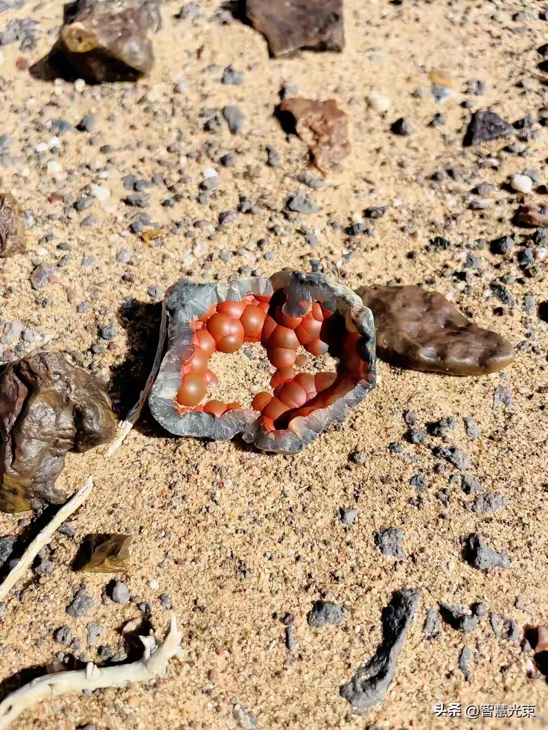 一男子去旅游时,突然发现了一块十分奇特的石头,出于喜欢,就捡起来
