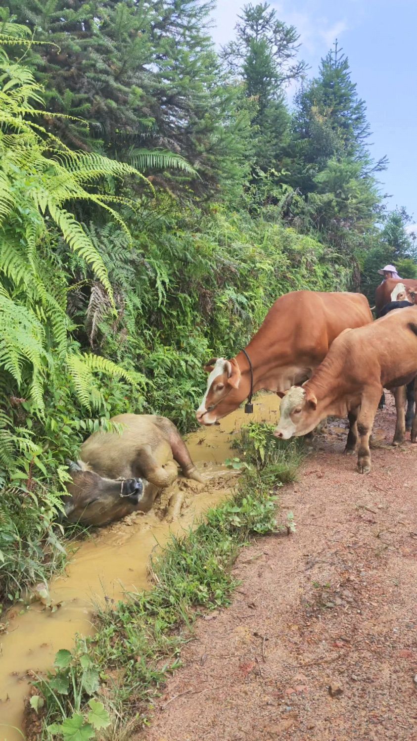 记录我的乡村放牛生活