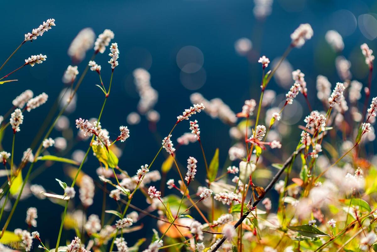 蓼花小渚图片