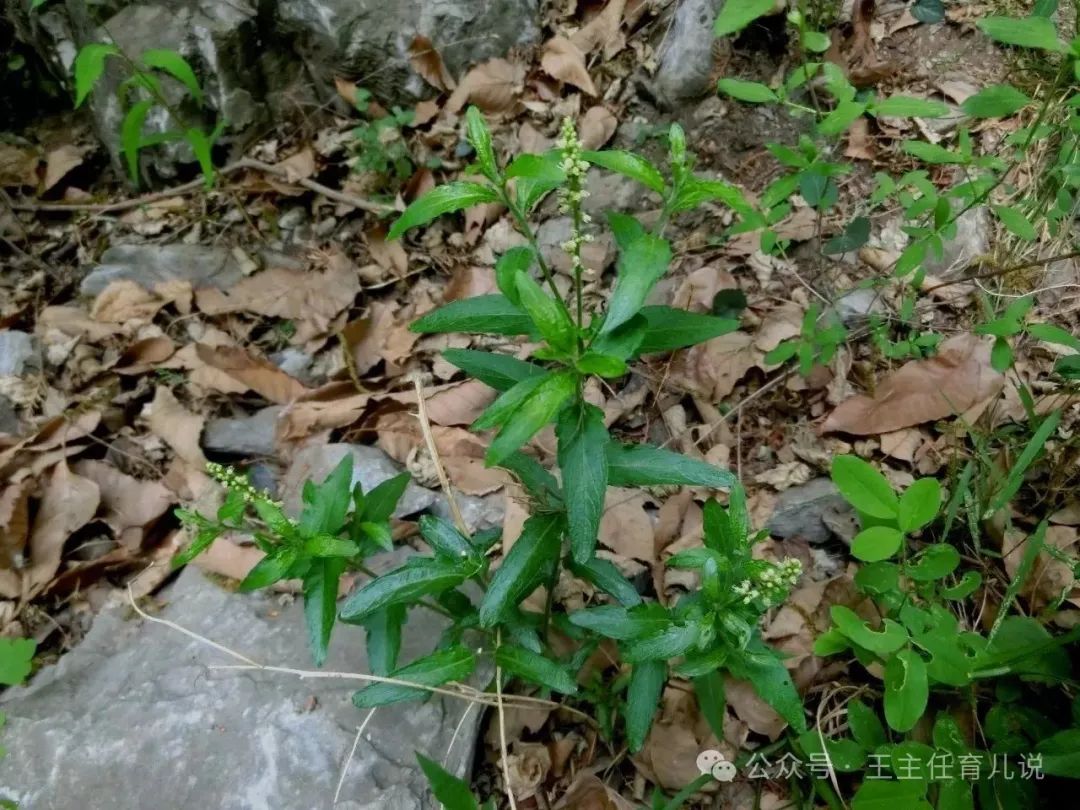 升阳草图片图片