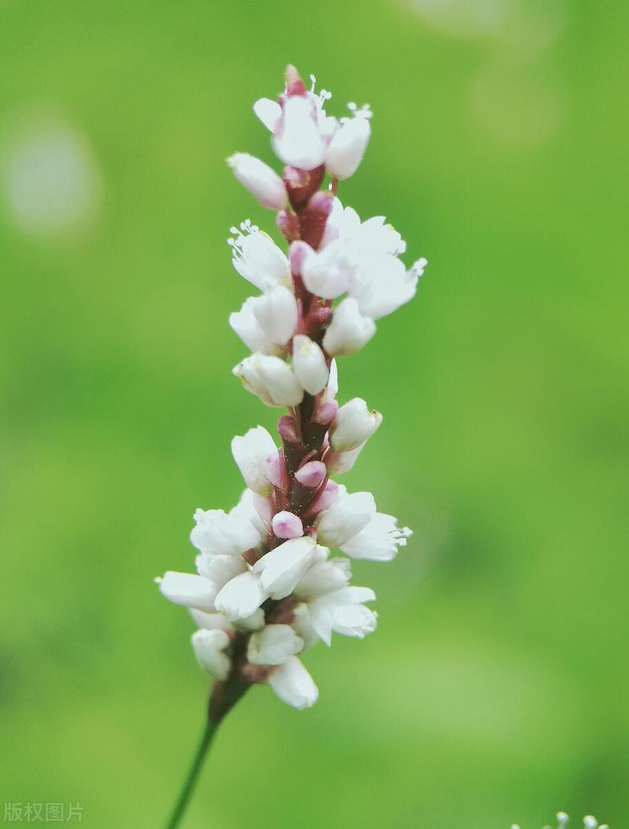 蓼花读音图片