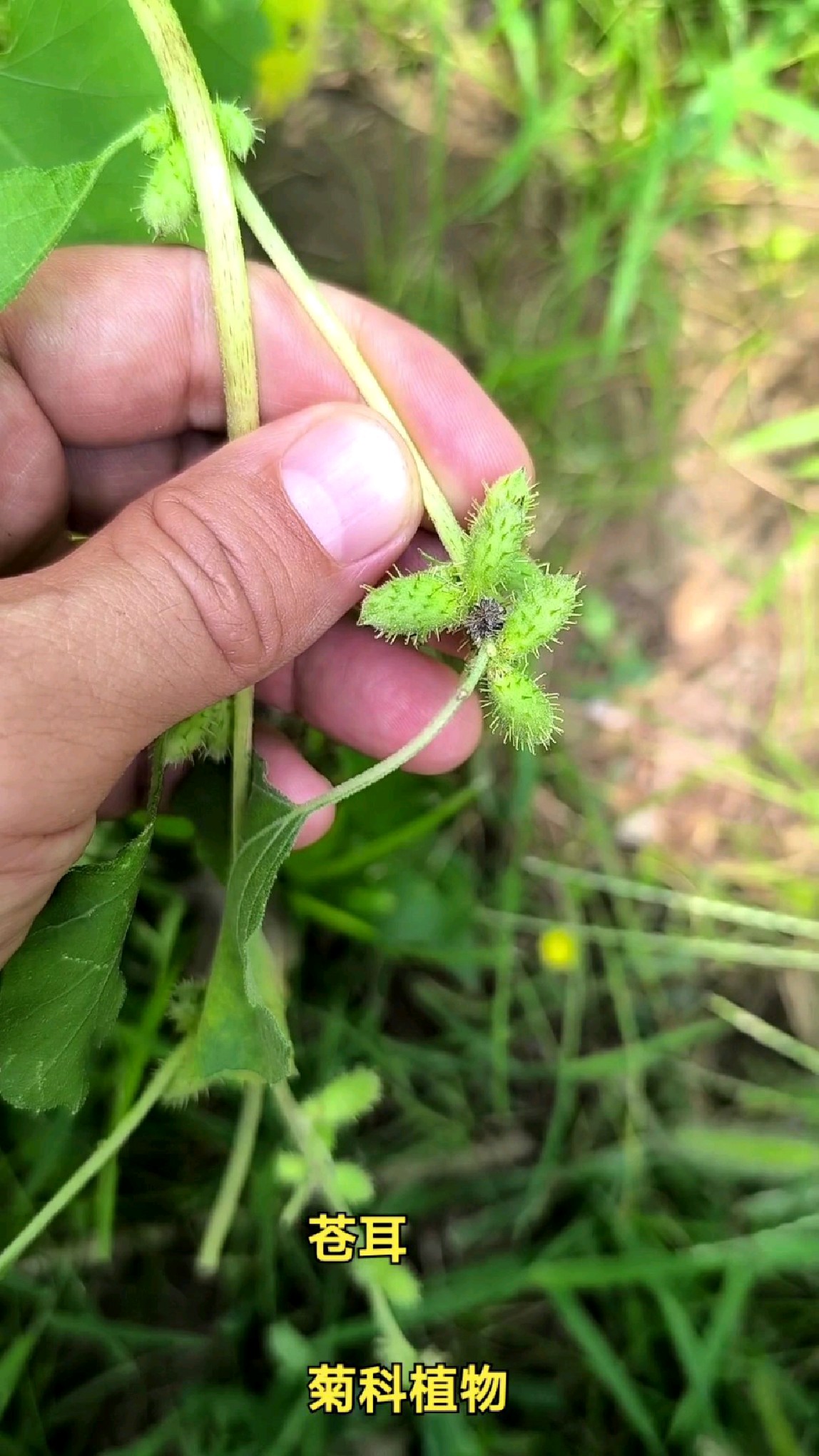 苍耳是什么植物图片