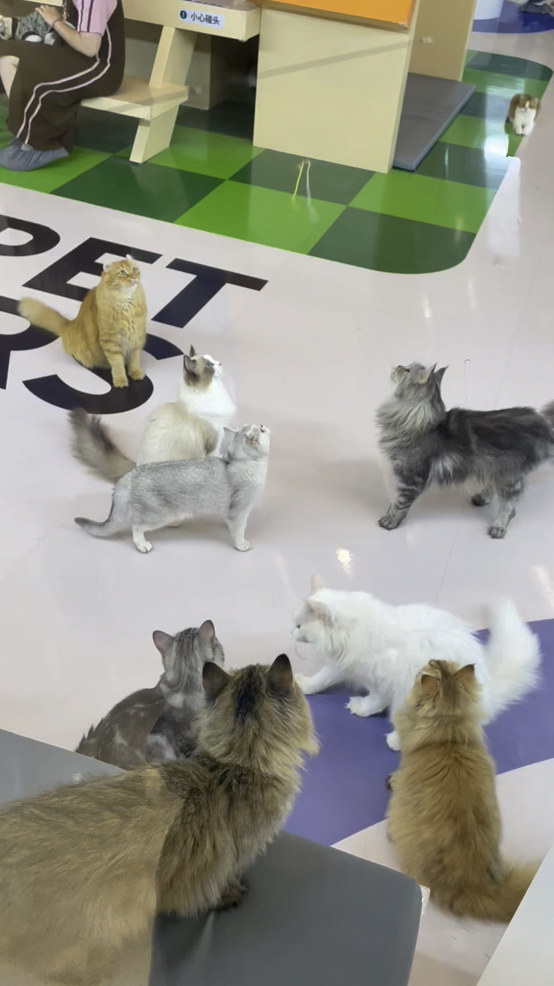 郑州万象城猫咪宠物乐园,几十只萌宠太可爱了,周末一起去撸猫吧