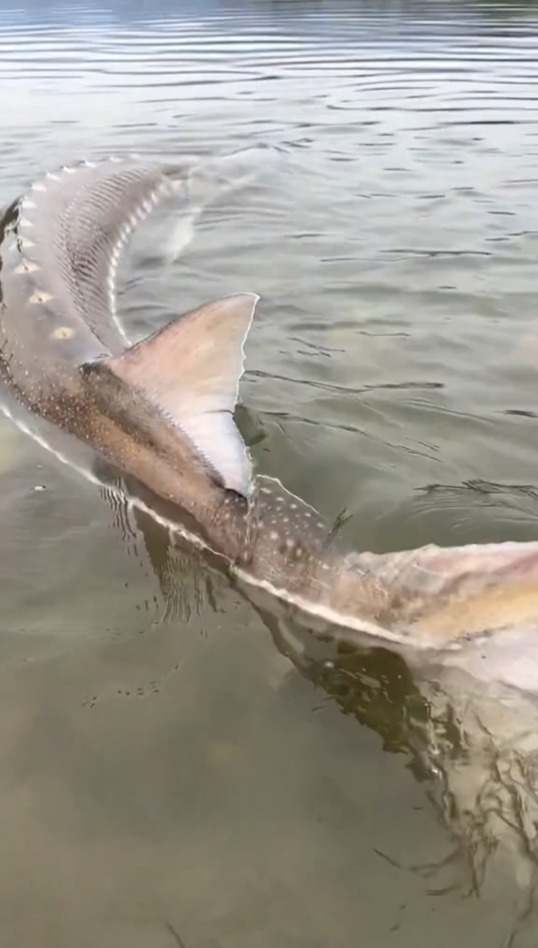 一位朋友去河边野钓时,偶然遇见一条巨大的鱼浮在岸边浅水区,长度约4