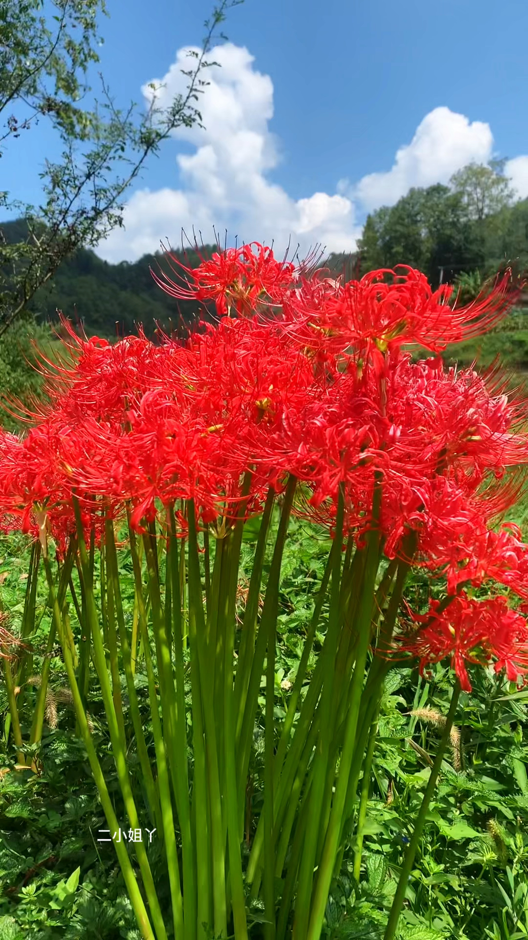 有一种花叫比岸花,花开不见叶,有叶不见花,花叶永不相见