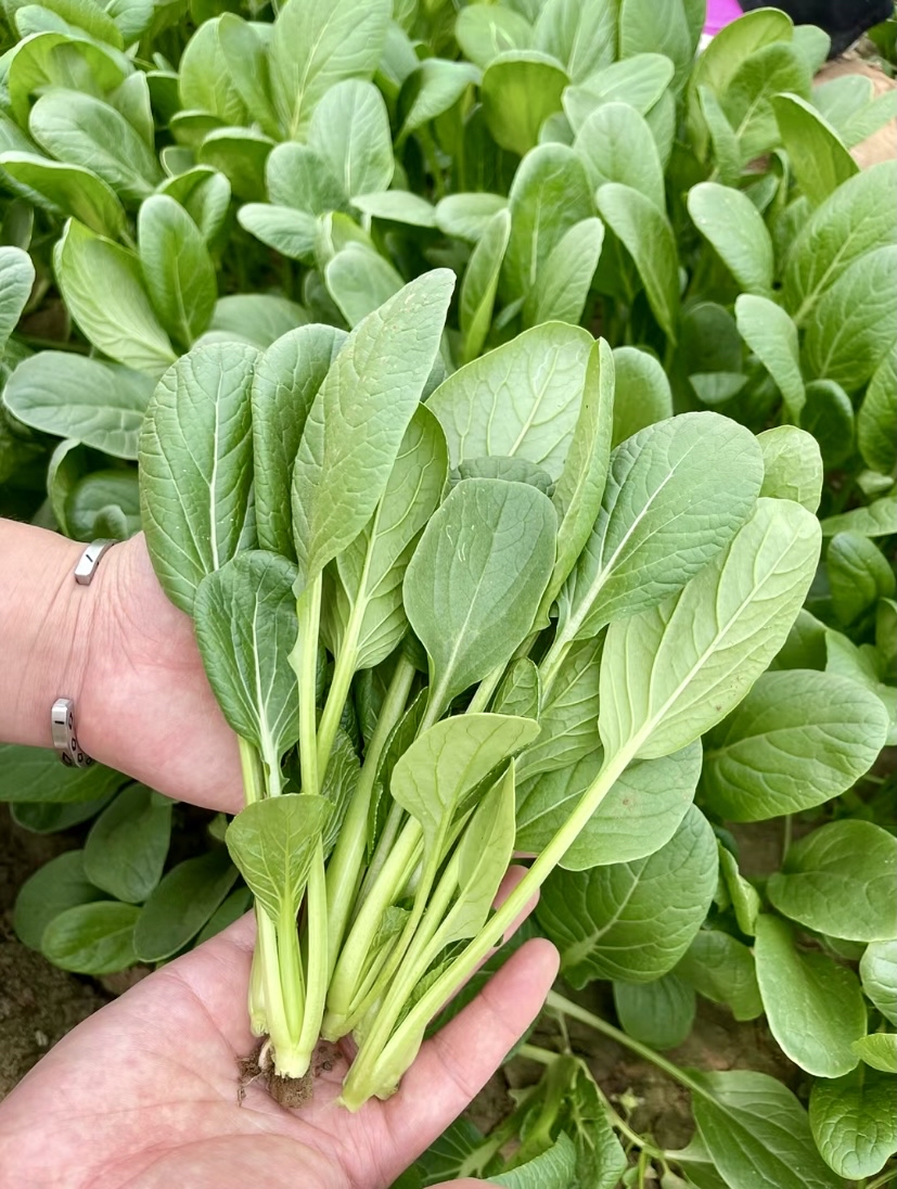 鸡毛菜真实图片