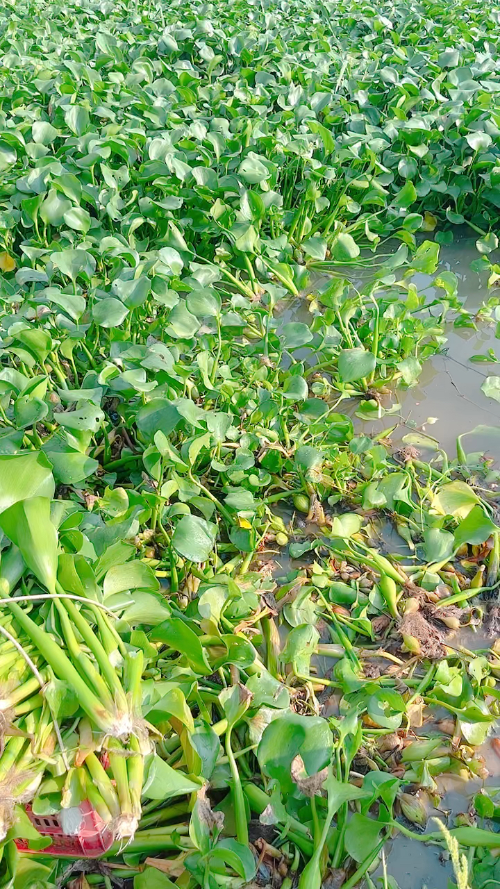 这个闸口的水葫芦草够鸡吃两个月了