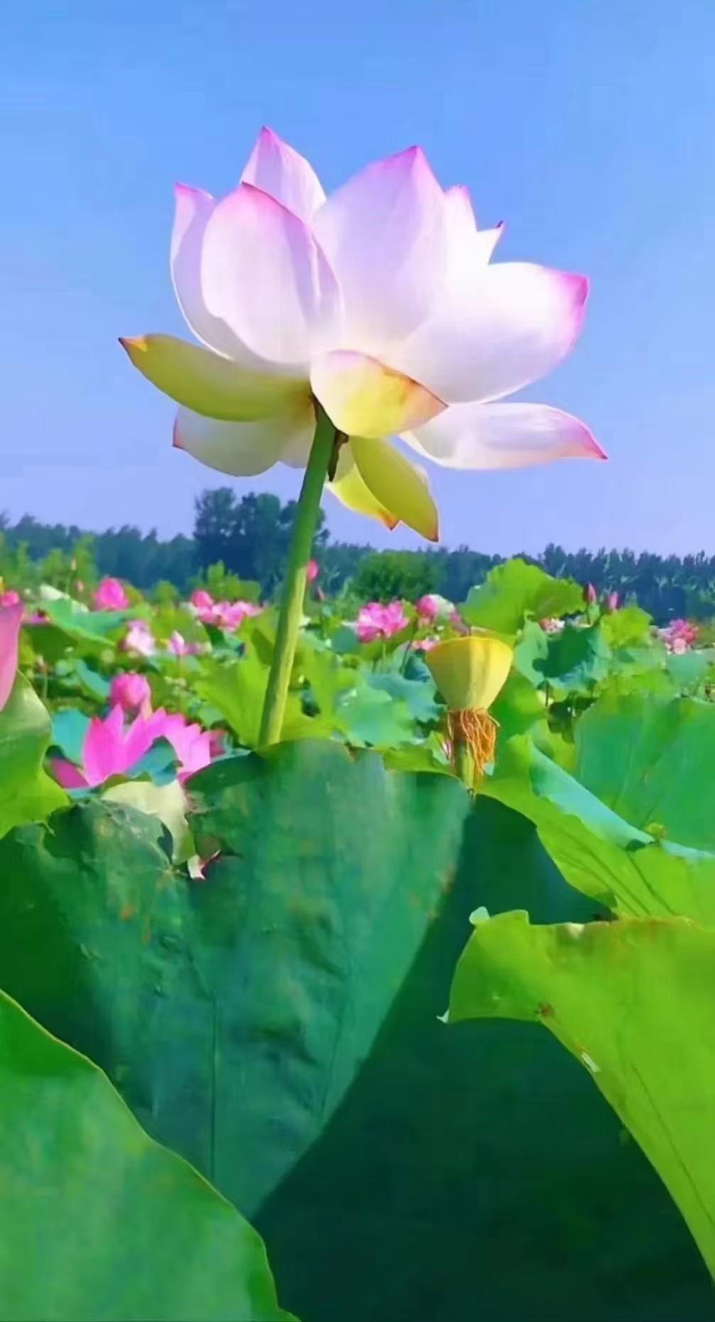 好心情图片开心风景图片