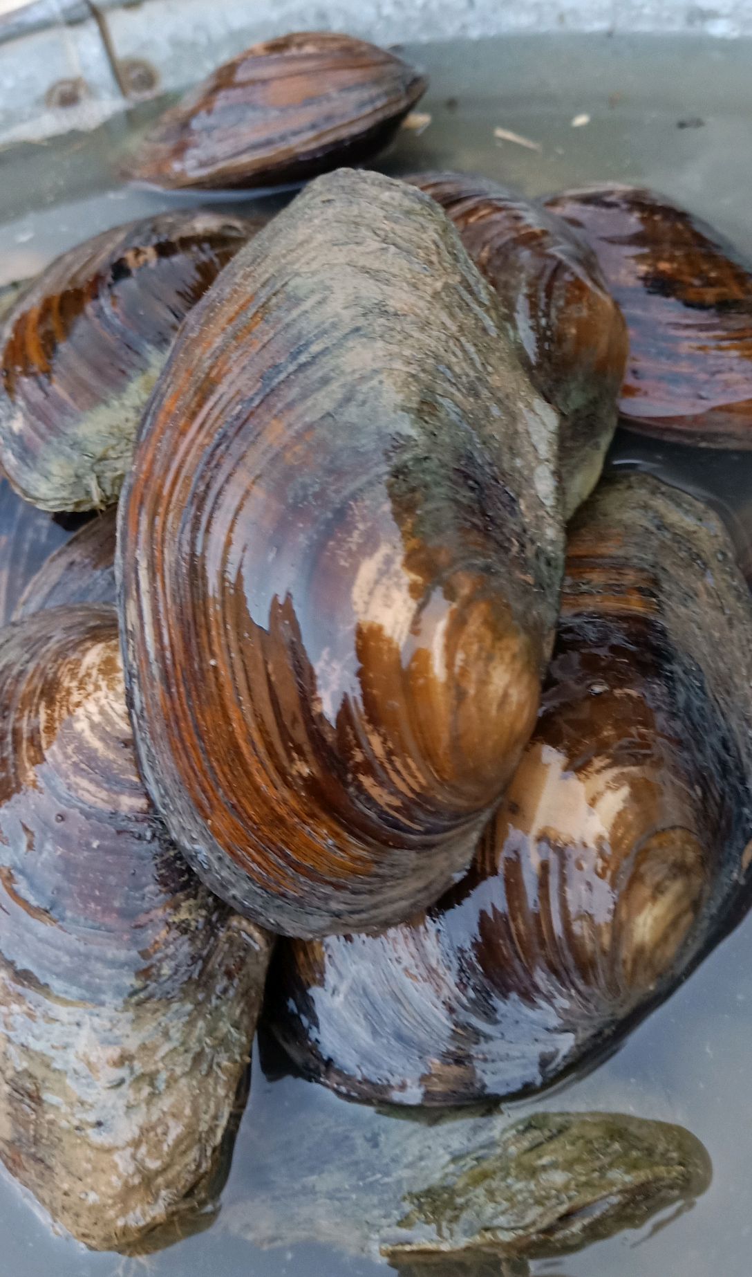 河蚌的外形和特点是怎样的?