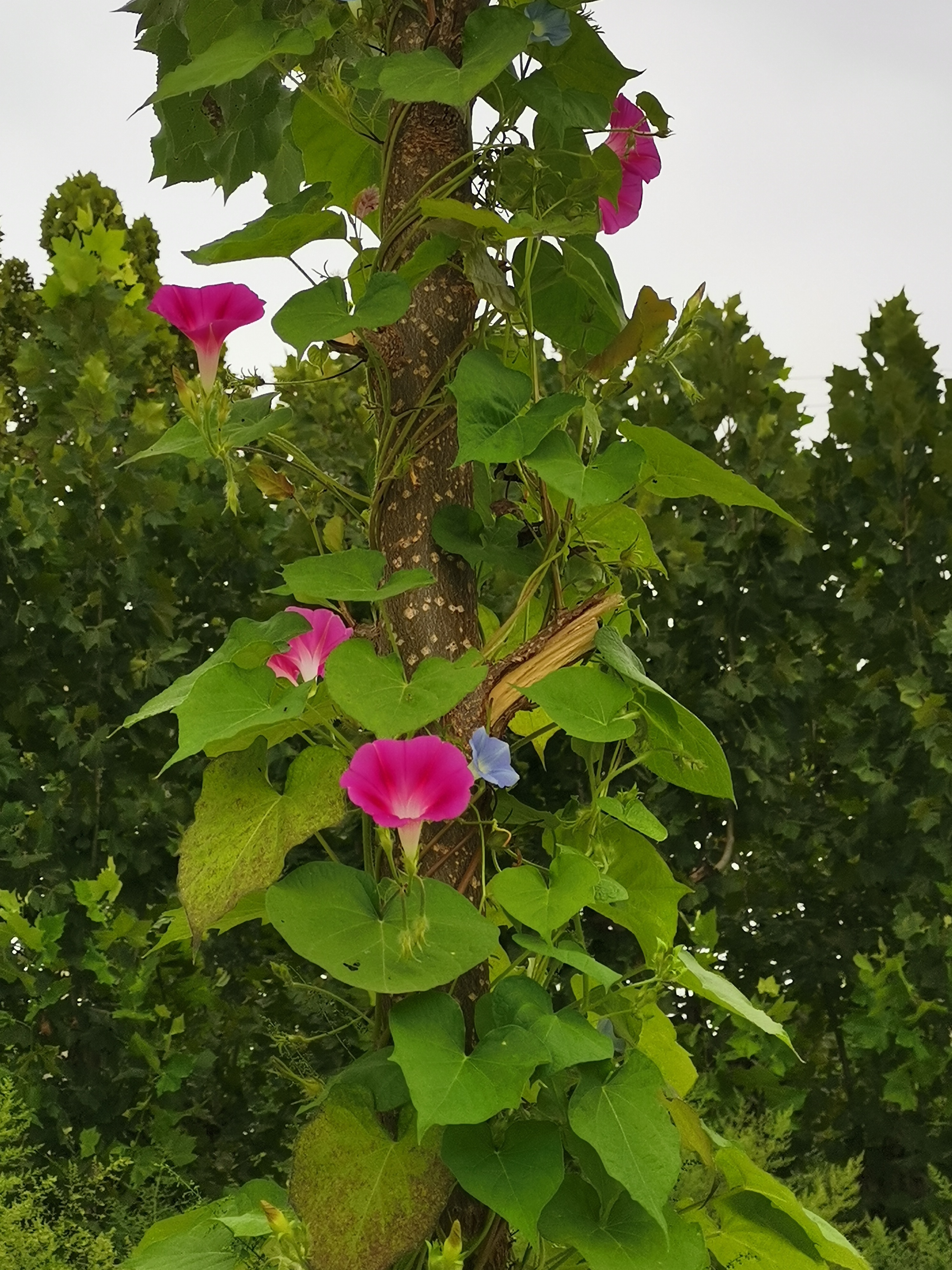 寒暑假# 观牵牛花附树有感