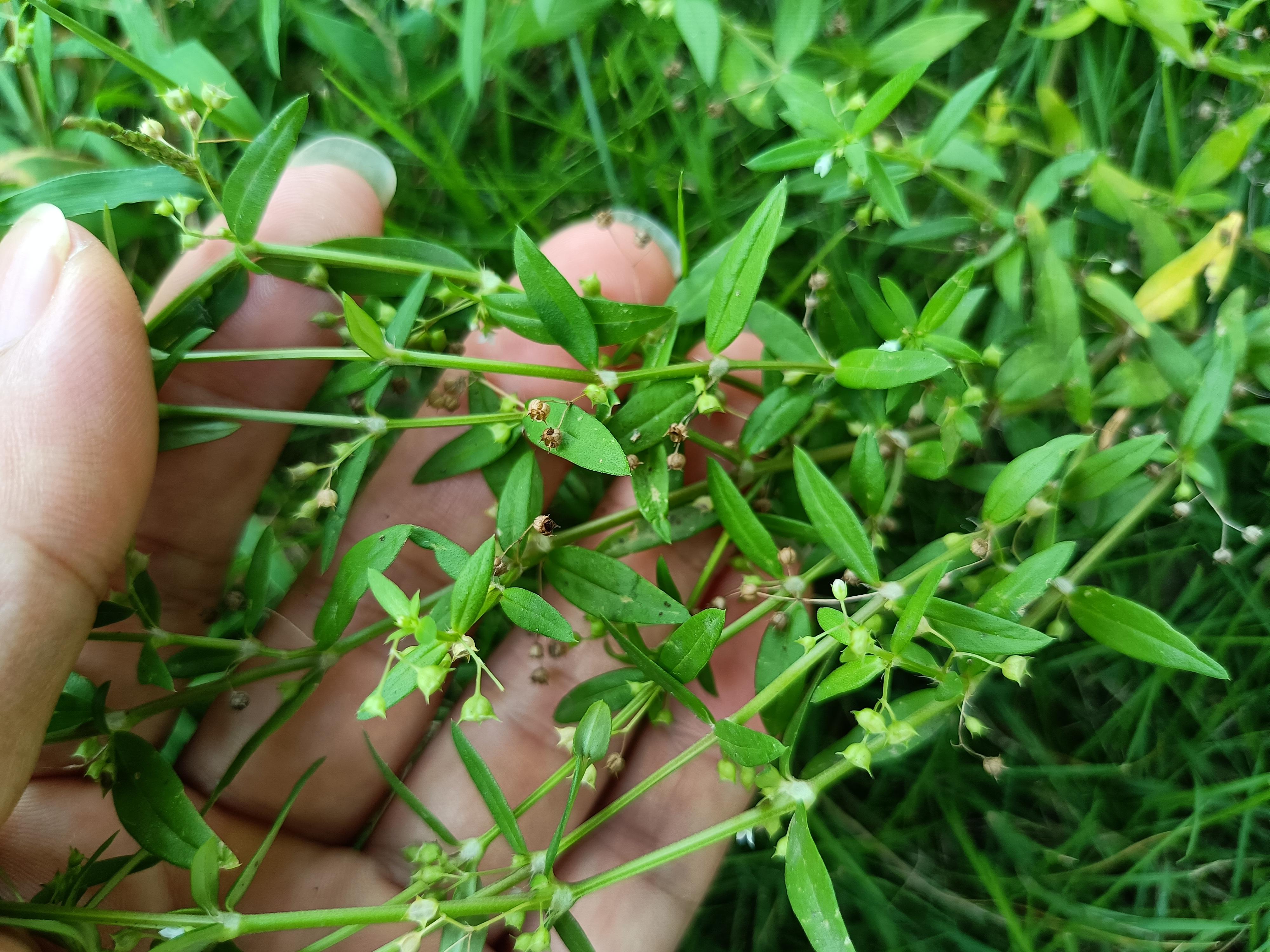 伞房花耳草形似白花蛇舌草,猪殃殃,小麦地常见害草,为解毒良草