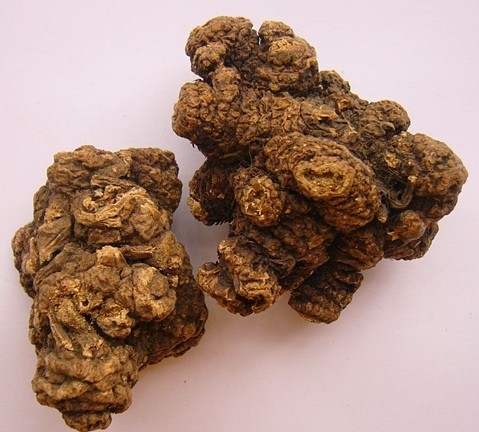 土茯苓——菝葜科攀援灌木