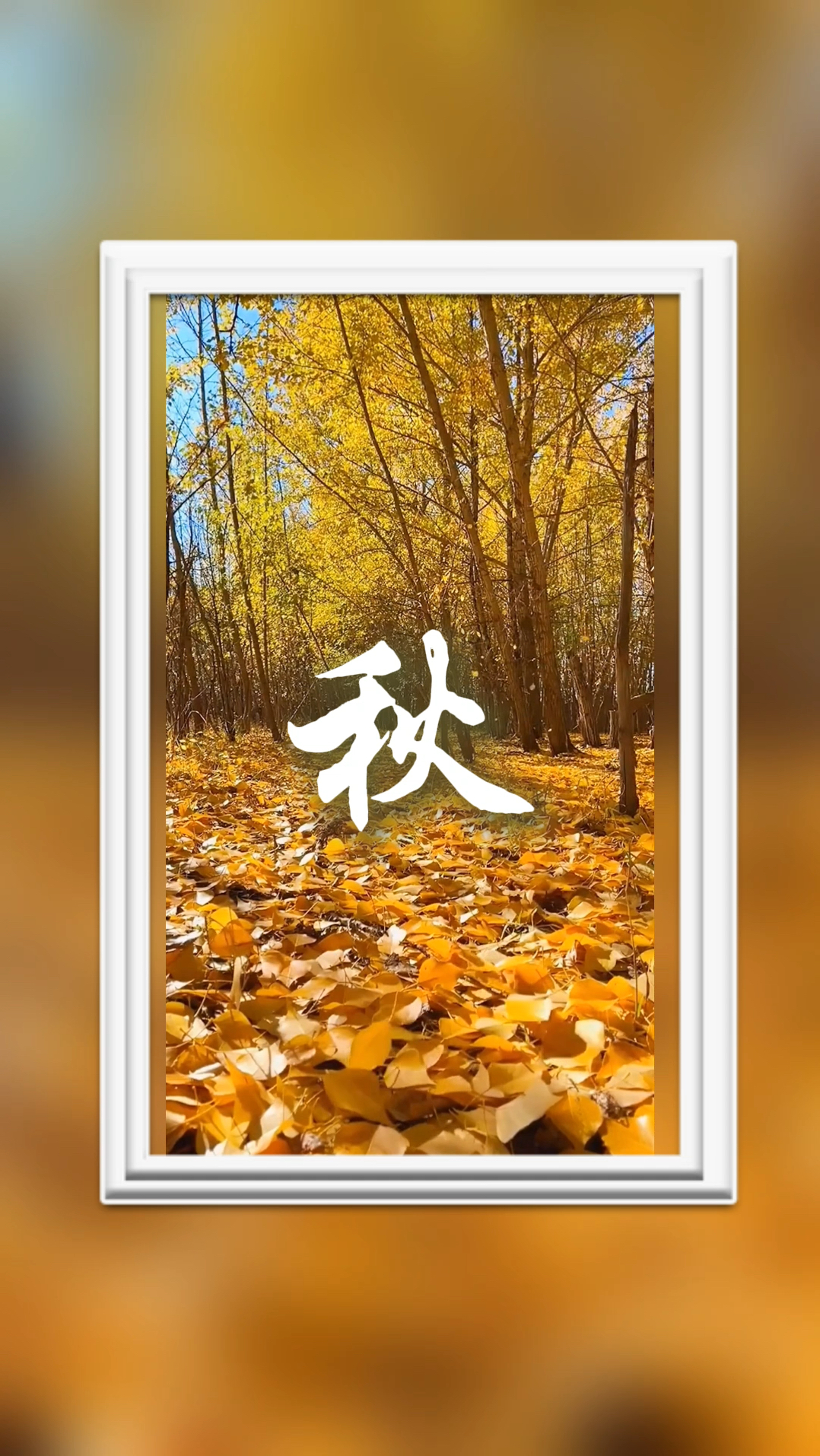 金秋9月,时光温柔,岁月静好,漫步在飘满落叶的小径上