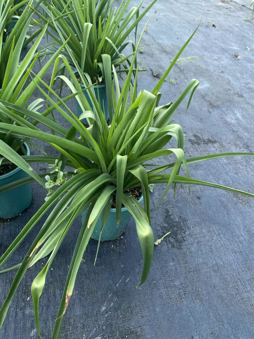 晚香玉的花朵白色,浓香四溢,尤其在夜间香气更为浓烈,花茎细长,线条