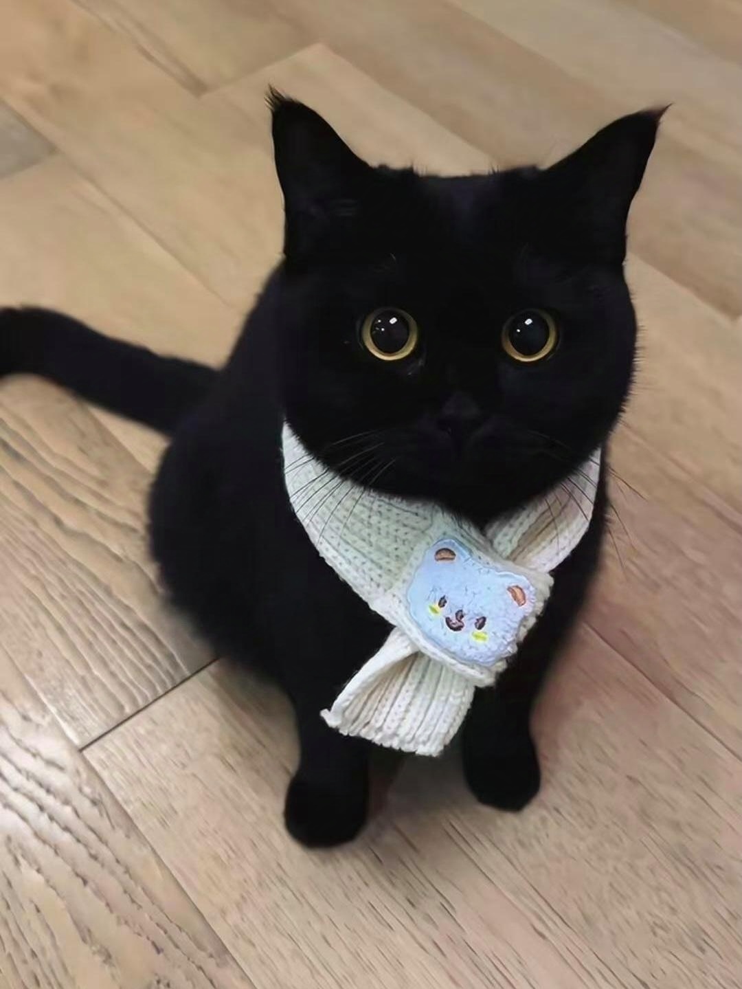 很多人对黑猫存在一些误解觉得黑猫神秘甚至不吉利但其实黑猫和其他