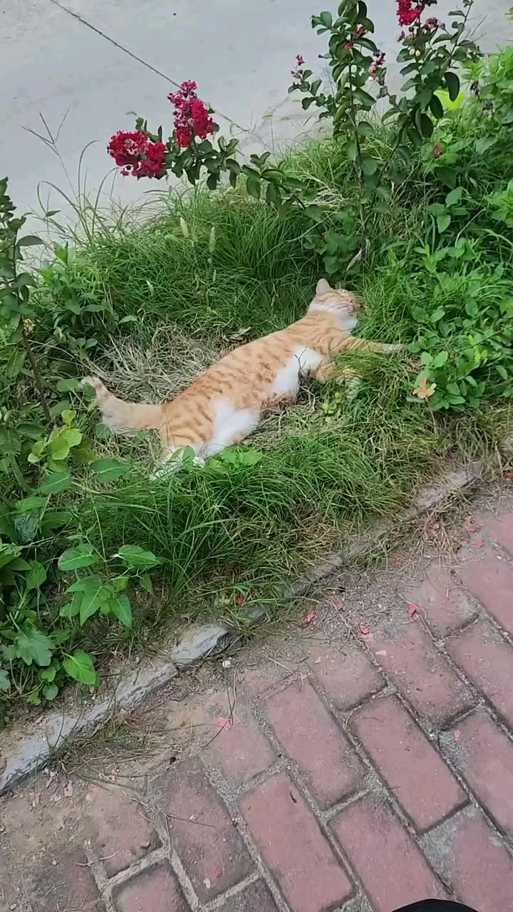 在草丛中发现一只大黄猫,睡得太香了,叫都叫不醒