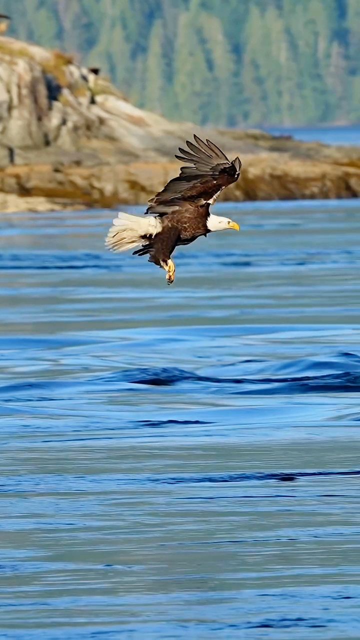 白头海雕捕鱼,一气呵成