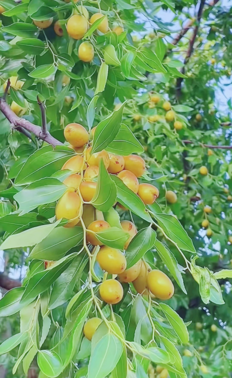 高大的枣树图片