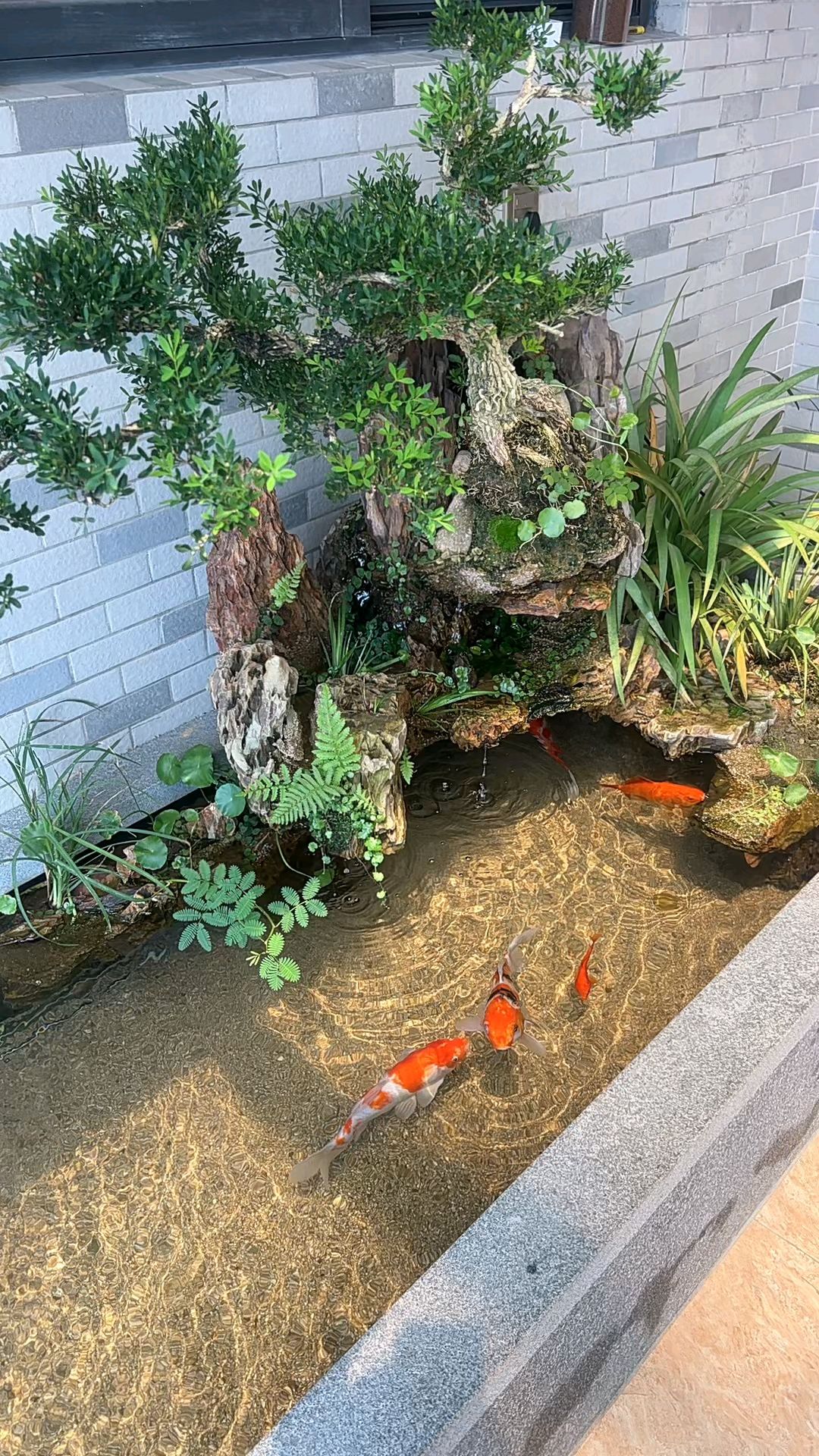 阳台鱼池栽上绿植意境就来了