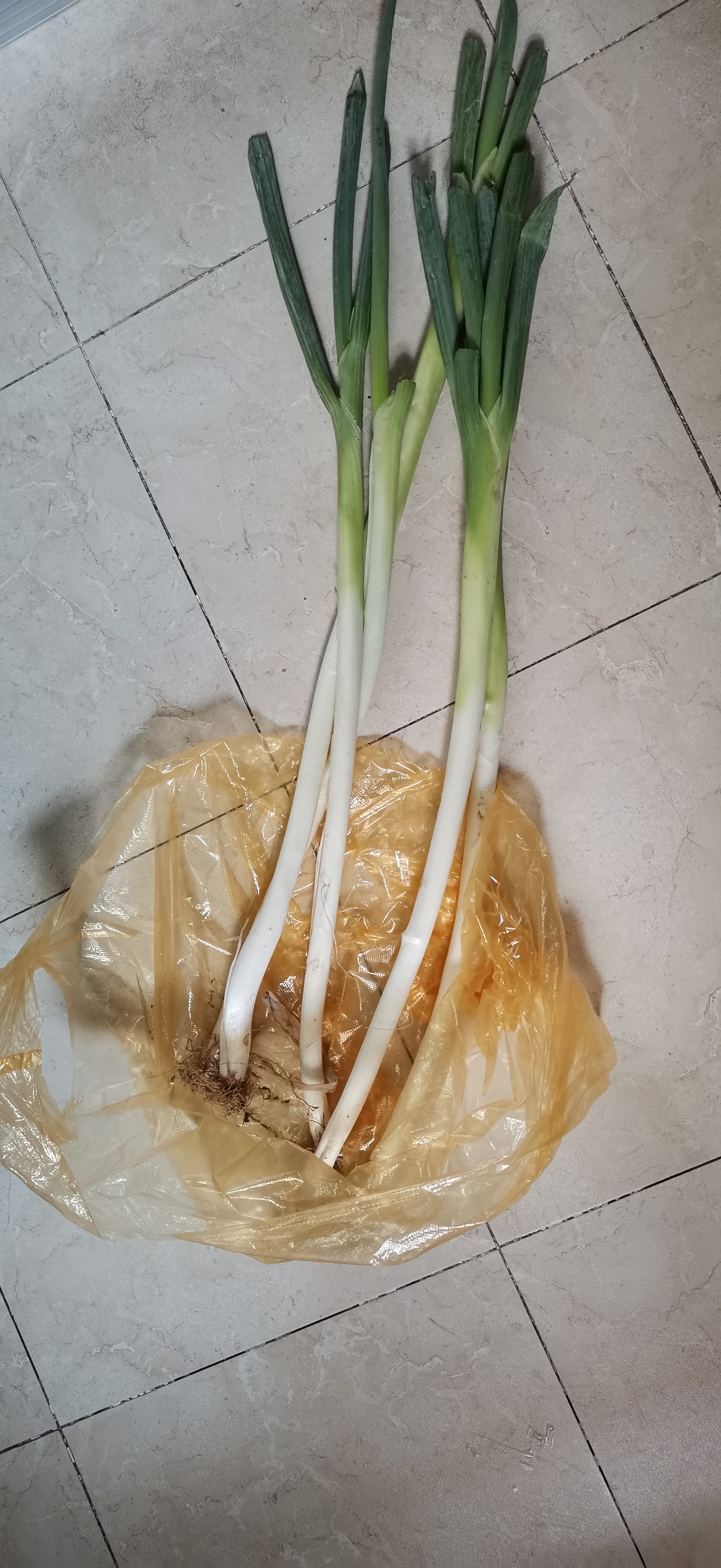 一棵葱一元钱