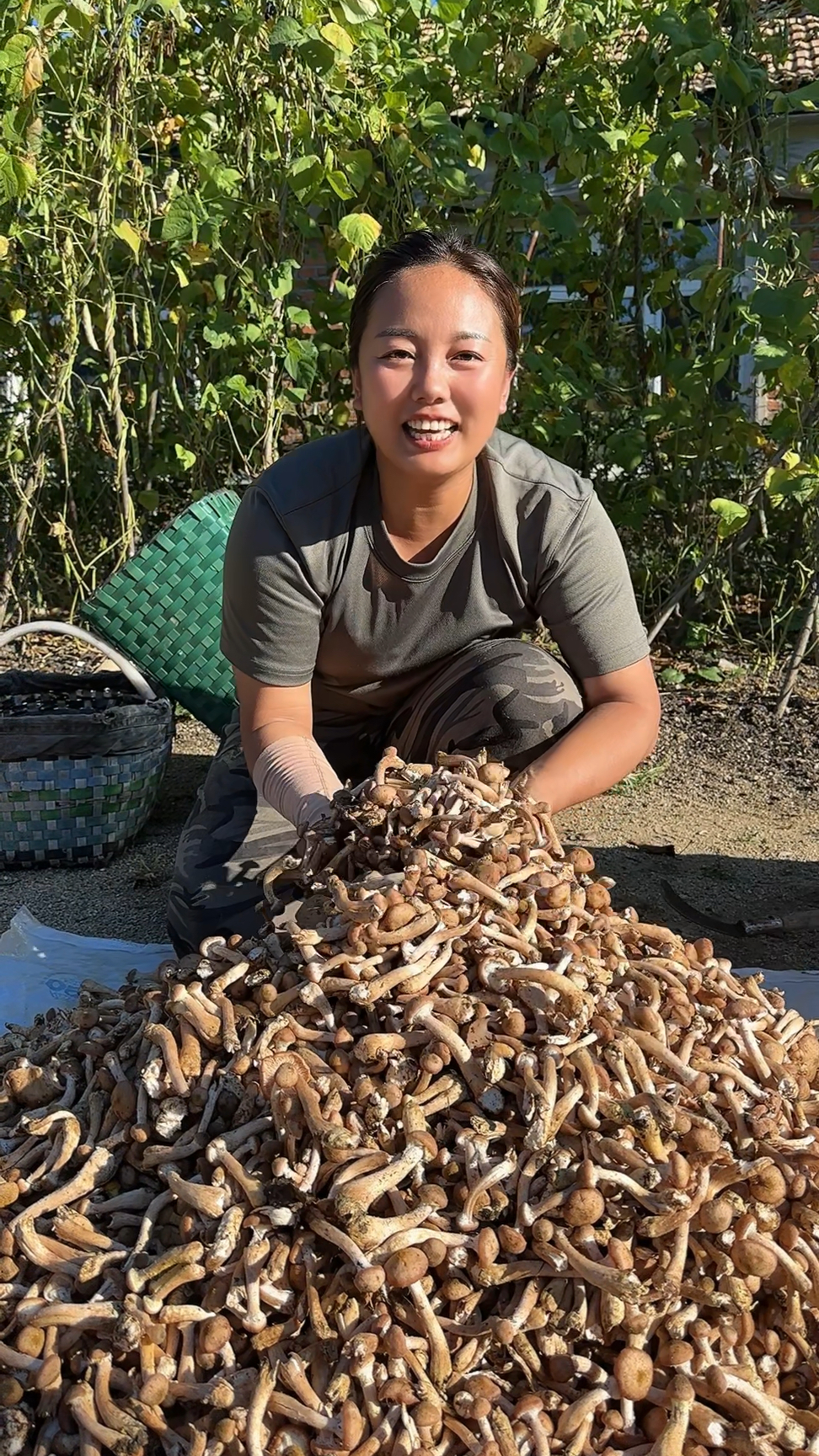 头茬野生榛蘑下山了