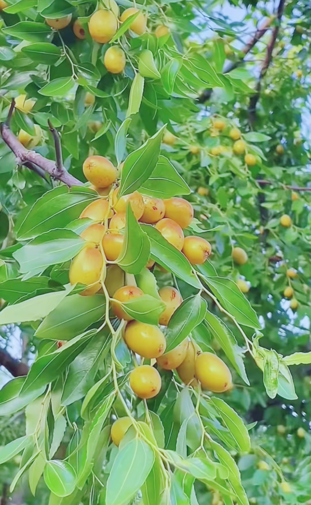 枣树长啥样图片