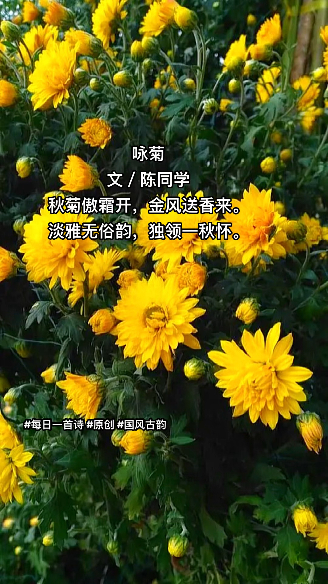 秋菊傲霜开,金风送香来.淡雅无俗韵,独领一秋怀
