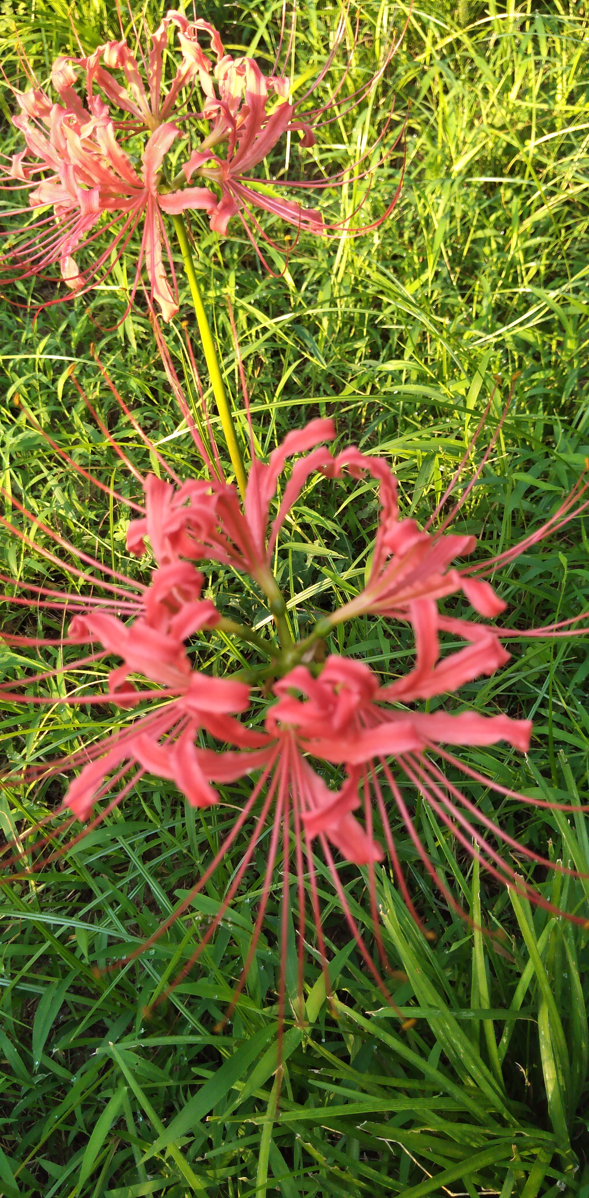 神奇的彼岸花 彼岸花,学名红花石蒜,是一种神秘而美丽的植物