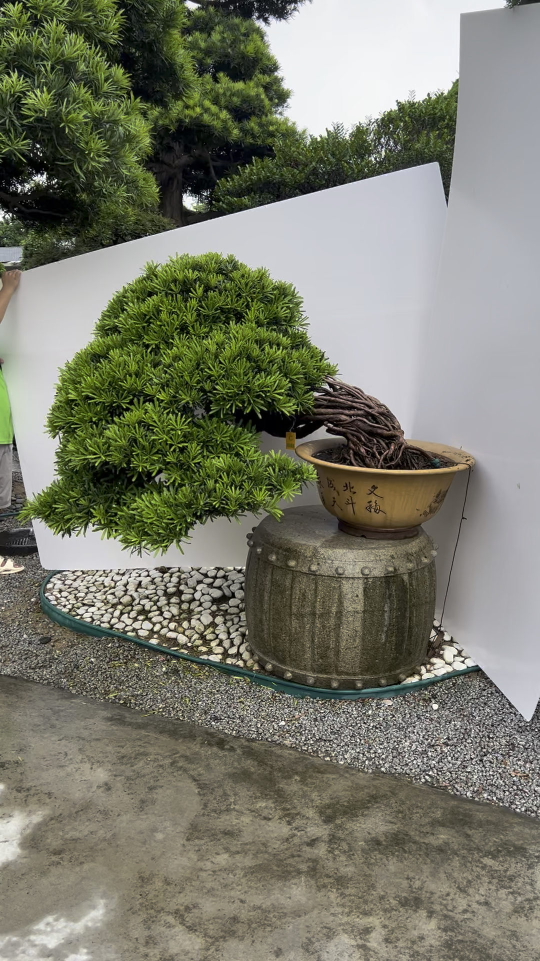 万里挑一的提根罗汉松,值得收藏 #精品盆景 #造型罗汉松