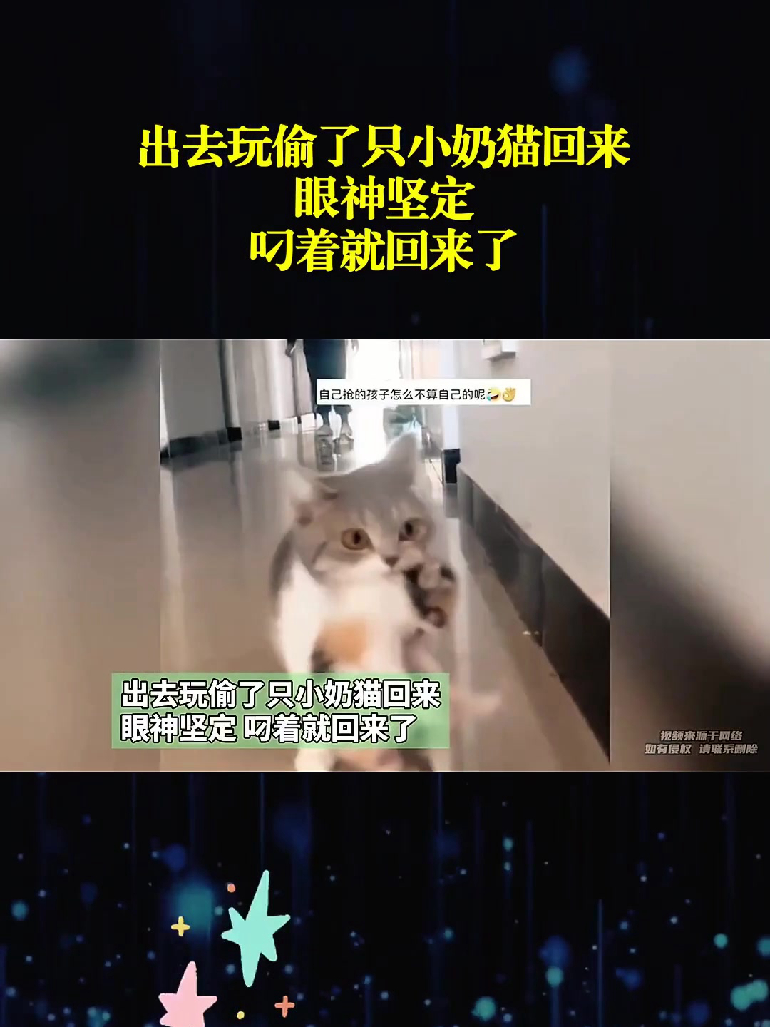 小奶猫回家地址图片