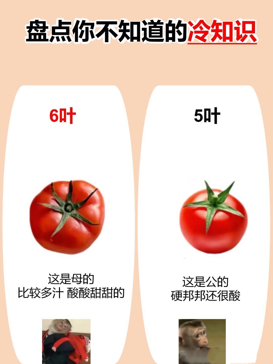 盘点你不知道的冷知识,你注意没有,蕃茄还分公母,看它的柄是6叶还是5