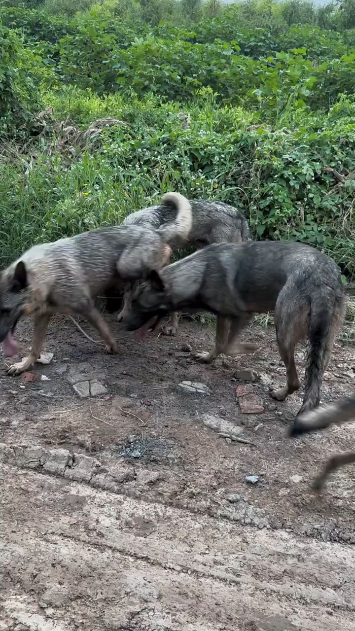 狼青怀孕图片