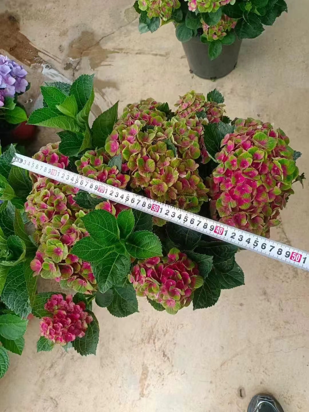 关于5加仑的魔幻夏洛特绣球,以下是一些关键信息和特点:  品种特性