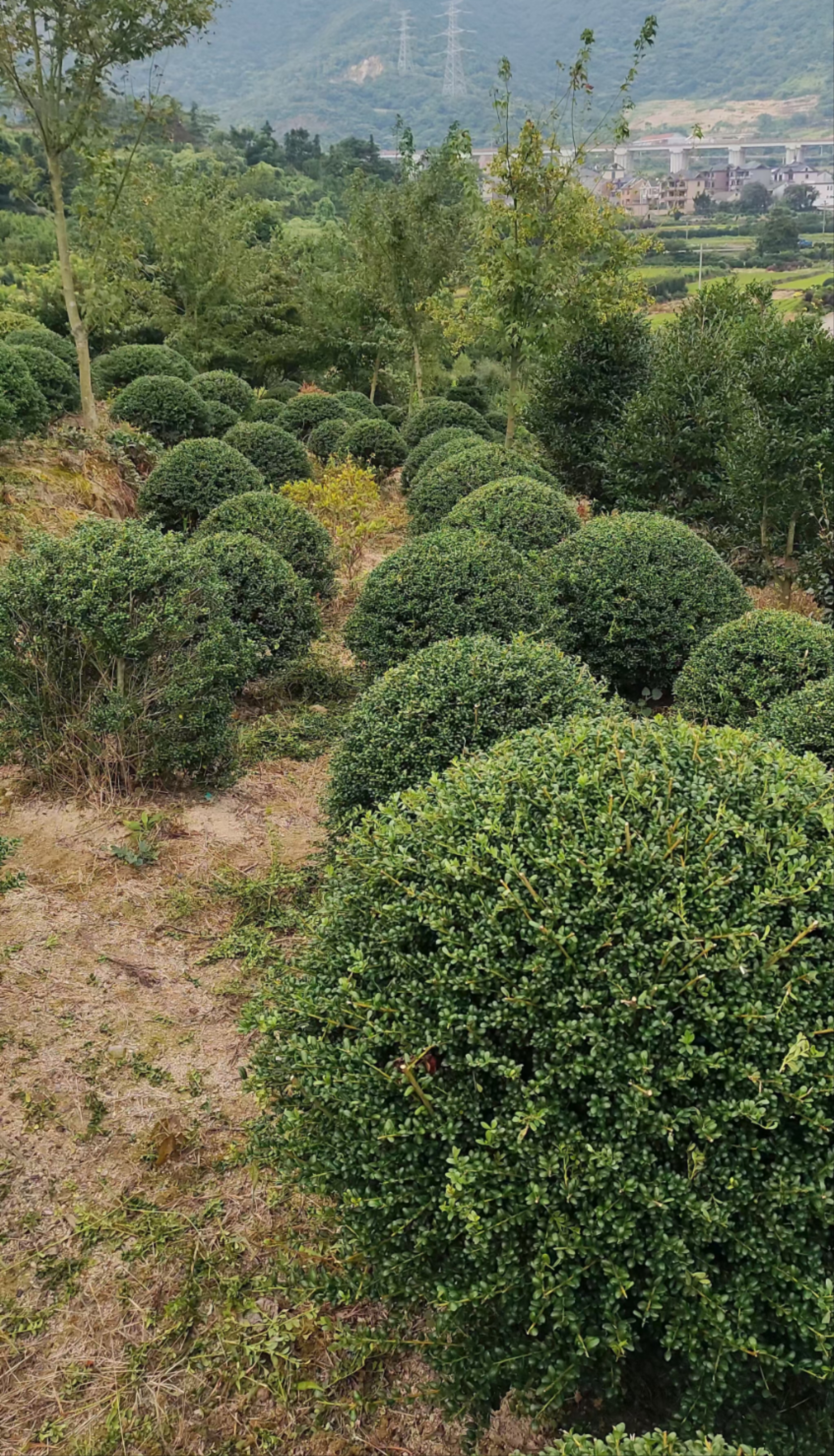 龟甲冬青的地被质地细腻,修剪后轮廓分明,保持时间长小灌木景观树植