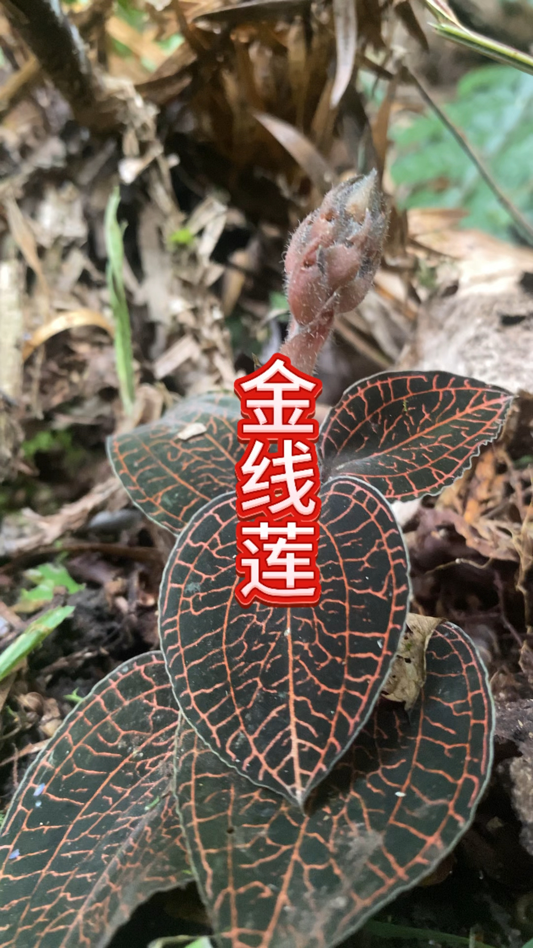 一日一植物 户外实拍 金线莲