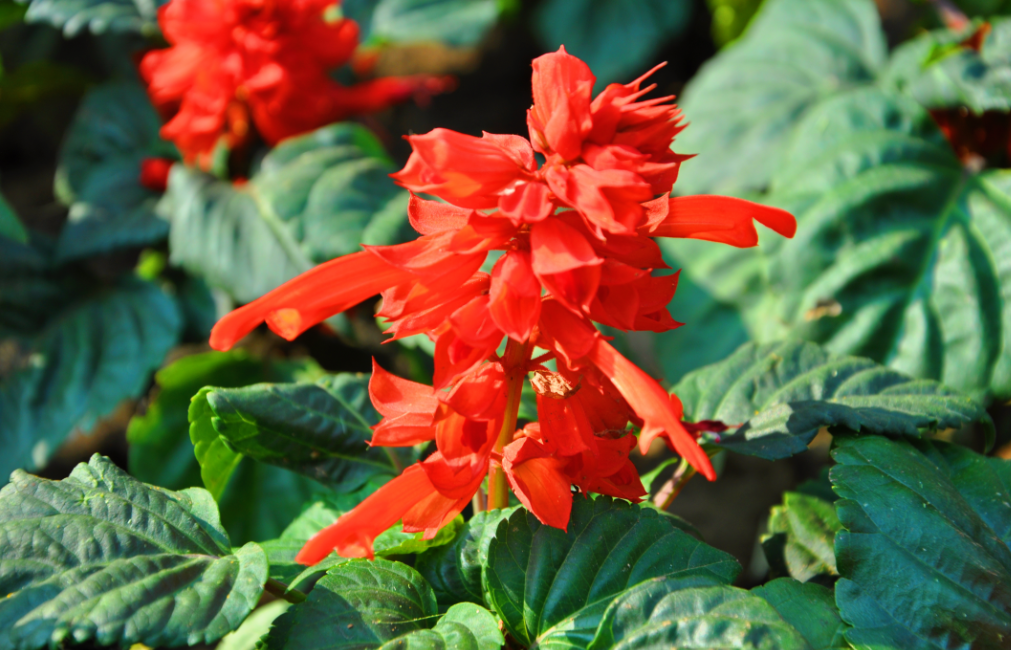 动态夏日征集令# 串红,古老品种,红红火火很喜庆